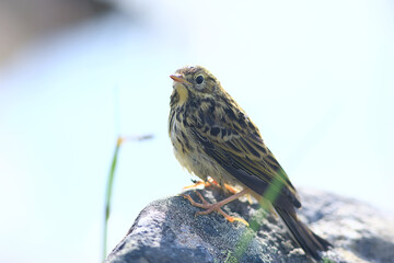 little wagtail bird chick, wildlife bird sitting on a stone