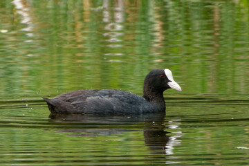 Eurasian coot (Fulica atra), is a member of the rail and crake bird family.