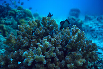 gorgonian large branching coral on the reef / seascape underwater life in the ocean