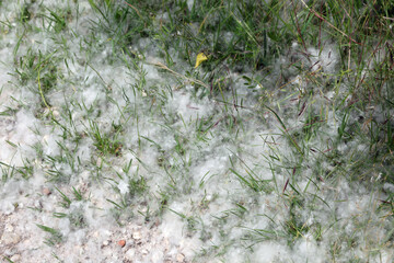 white pollen that looks like cotton balls dropped from Poplar trees in spring that can cause...