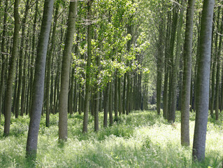 Intensive cultivation of poplars trees planted to obtain cellulose for the paper industry
