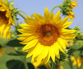 Fototapeta premium yellow Sunflower in the cultivated field for collecting seeds for oil production