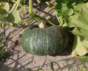 green pumpkin in the cultivated field with the fertile sandy soil - obrazy, fototapety, plakaty