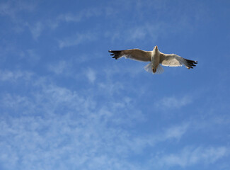 Seagull bird flying high in the sky symbol of freedom