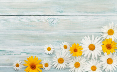 Chamomile flowers background. Garden daisy