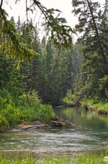A Stream in a Hazy Forest