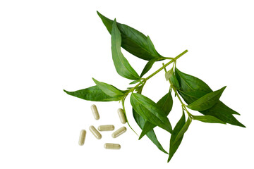 Fototapeta premium Andrographis paniculata (Burm.f.) Nees and pill capsule isolated on a white background is a bitter Thai herbal remedy used to relieve cold symptoms, cough and sore throats.