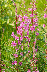 Fireweed Plant Blooming in the Wild
