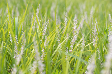 High grass selective focus close-up view in Chengdu, Sichuan province, China