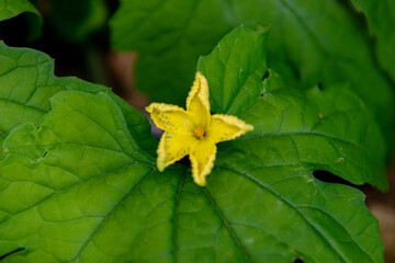 ズッキーニの花