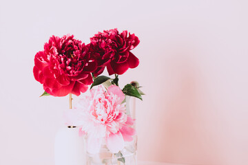 Blooming red burgundy peony flowers on a pastel pink background copy space