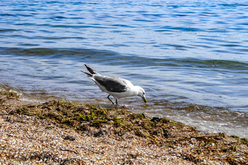 Great black-backed gull bent over to drink water in the Black Sea (Zaliznyi Port, Kherson region, Ukraine). Bird stands in the water against the background of the coast covered with discarded seaweed