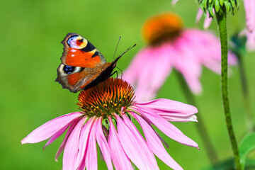 Beautiful colored European Peacock butterfly, Inachis io, Aglais io, on purple flower Echinacea in a sunny summer garden.
