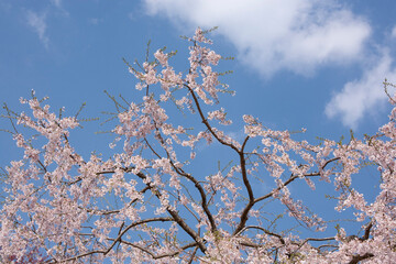 桜　しだれ桜