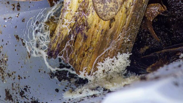 Myxomycetes Brefeldia maxima growing on substrate time lapse