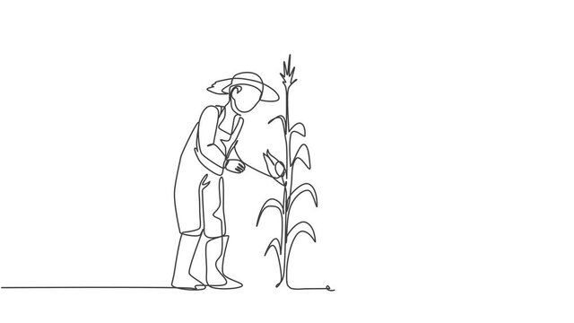 Self drawing animation of single one line draw young couple farmer picking the corn on the tree and bring a basket. Farming challenge minimalist concept. Continuous line draw. Full length animated.