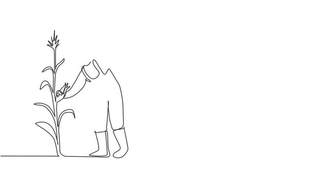 Animation self drawing of continuous one line draw young female farmer picking the corn on the tree. Professional farmer. Farming challenge minimalist concept. Full length single line animation.