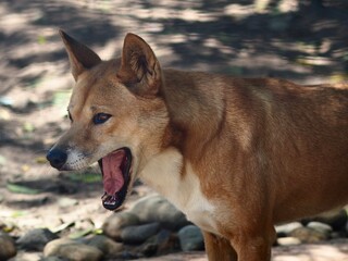 Streamlined agile Dingo in natural beauty.