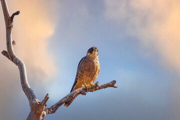 A medium-sized blackish grey falcon with a dark head with a light half-collar that does not extend all the way across the back of its neck known as an Australian Hobby (Falco longipennis)