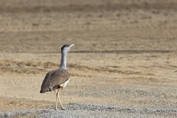 A large mainly grey-brown bird, speckled with dark markings, with a pale neck and black crown, a slight crest and a white eye-brow known as the Australian Bustard (Ardeotis australis)