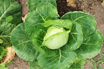 A young cabbage head, with leaves eaten by slugs, grown on a garden plot.