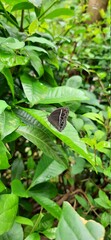Vertical shot of a butterfly  sitting  on a green leaf in the garden 
