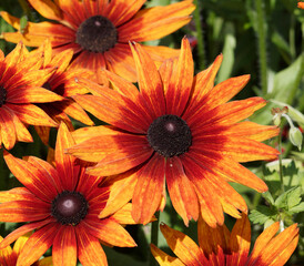 Gros plan sur une fleur de rudbeckie hérissée ou suzanne aux yeux noirs à ligules jaune orangé, couleur chocolat au centre (Rudbeckia hirta)
