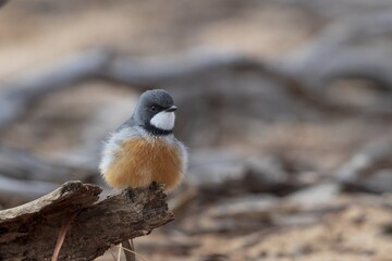 A male Rufous Whistler (Pachycephala rufiventris) perched on the end of a log