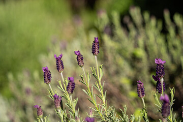 close up of some purple lavender flowers blooming under the sun in the field
