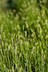 small lavender flowers blooming under the sun in the field