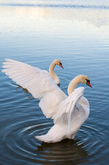Fototapeta premium the swan spreads its wings on the shore of the lake under the bright sun