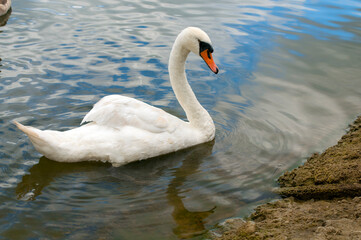 A white majestic swan floats in front of a wave of water. Young swan in the middle of the water. Drops on a wet head.