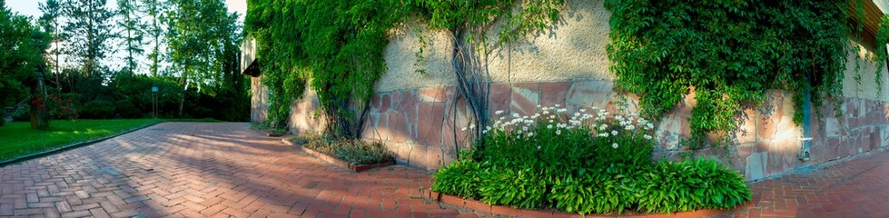 Wide texture of an old white concrete wall with vines. Green leaves on the surface of plaster and white daisies. Panoramic banner.