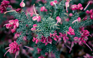 pink flowers in the garden
