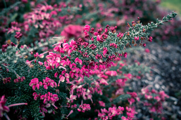 Fototapeta premium pink flowers in the garden