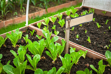 Salad plot in the backyard with an empty sign
