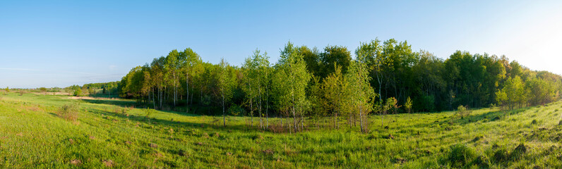 Spring forest and field on a background of blue sky