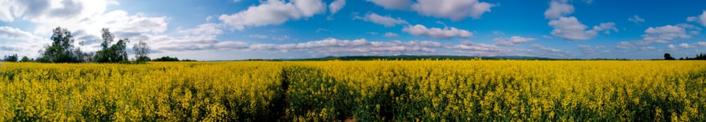 Panorama of yellow rapeseed valley. The mountains and the beautiful spring sky in the background