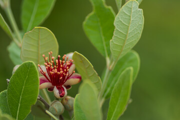 fresh blossom from a apple guava with leaves and green background
