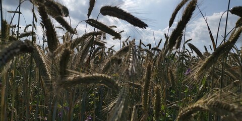 reeds in the wind