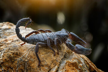 Close up big scorpion animal widelife stay on stone environment is dangerous poison animal.