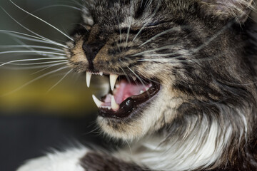 sharp pointy teeth from a maine coone cat detail