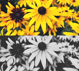 black-eyed susan, Rudbeckia hirta Yellow flowers macro shot. Photo of a flower with a blurred background in a field, on a flower bed, home garden, hobby gardening, landscape design, beautiful postcard