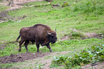Żubr w naturalnym środowisku	
