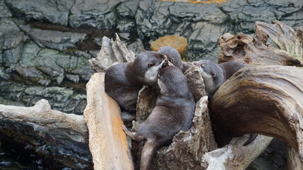Sea otter sleeping resting on log near river