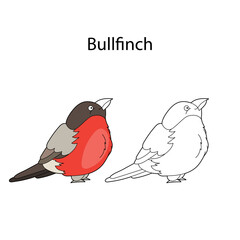 Funny cute bird bullfinch isolated on white background. Linear, contour, black and white and colored version. Illustration can be used for coloring book and pictures for children
