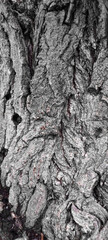 Bark texture macro photo. Wood image drawing rough dirty texture for background. Nature park ecology concept. Aging effect. photo of a tree old detailed large Plants in the forest beautiful landscape