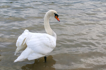 Naklejka premium White swans stand in the water. Reflections of the golden sun in a blue pond.