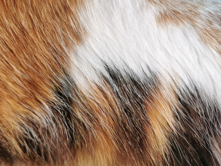 Cat fur texture background.  Calico cat or Tortoiseshell cat hair background.