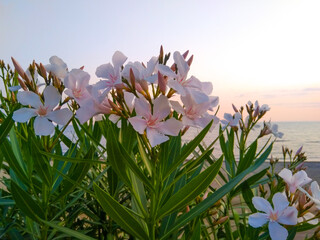 Nerium oleander with pink flowers in summer, poisonous plant